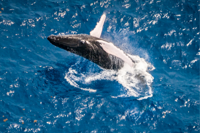 baleine